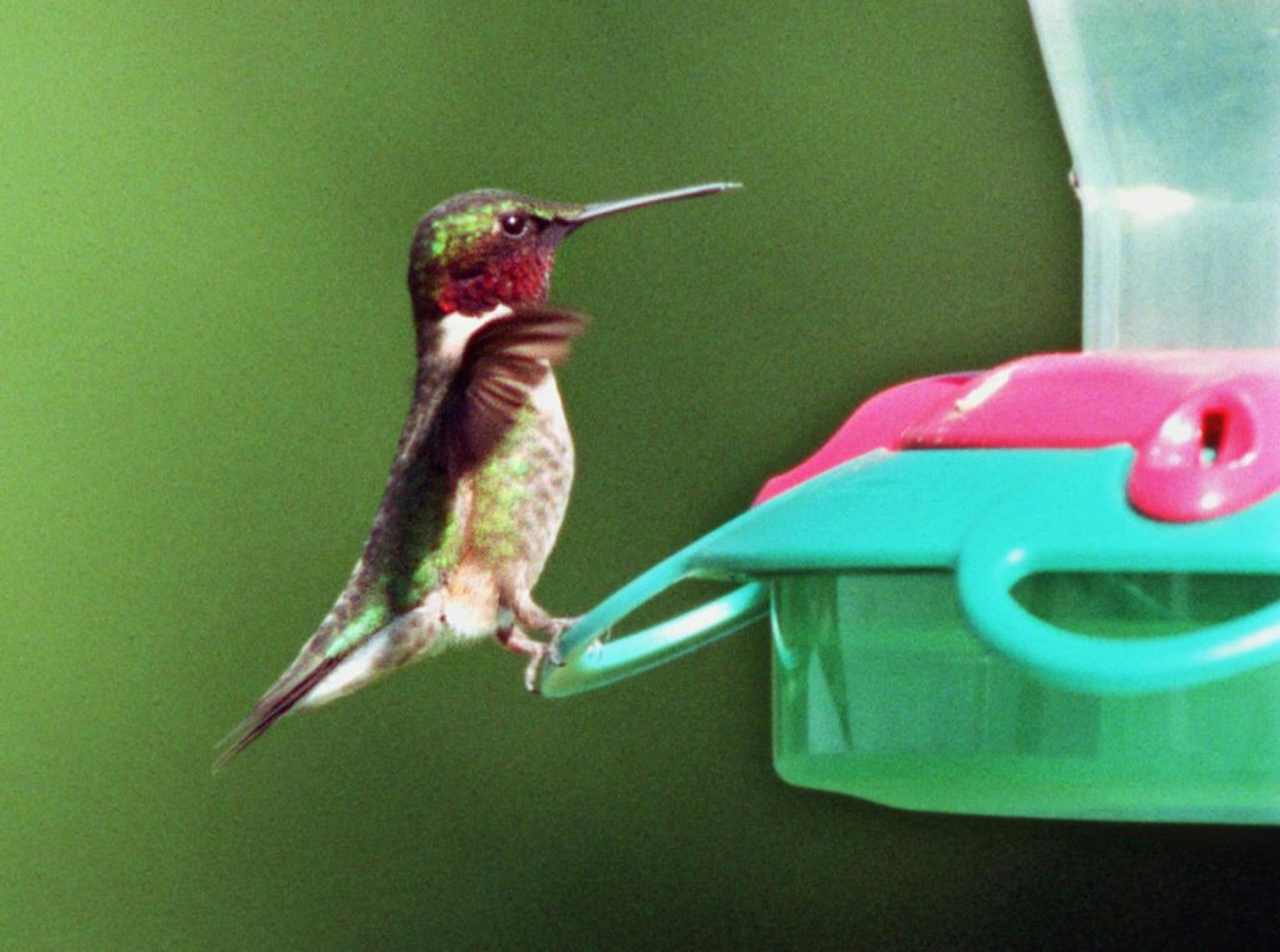 Ruby-throated hummingbird