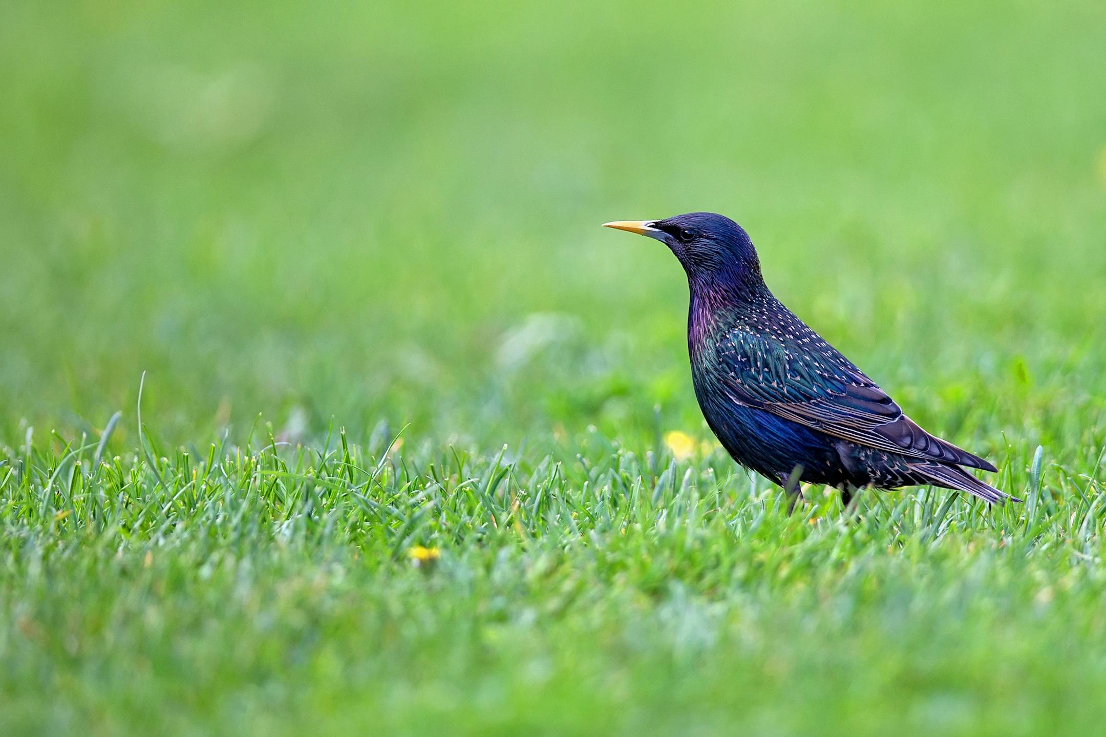 Starling