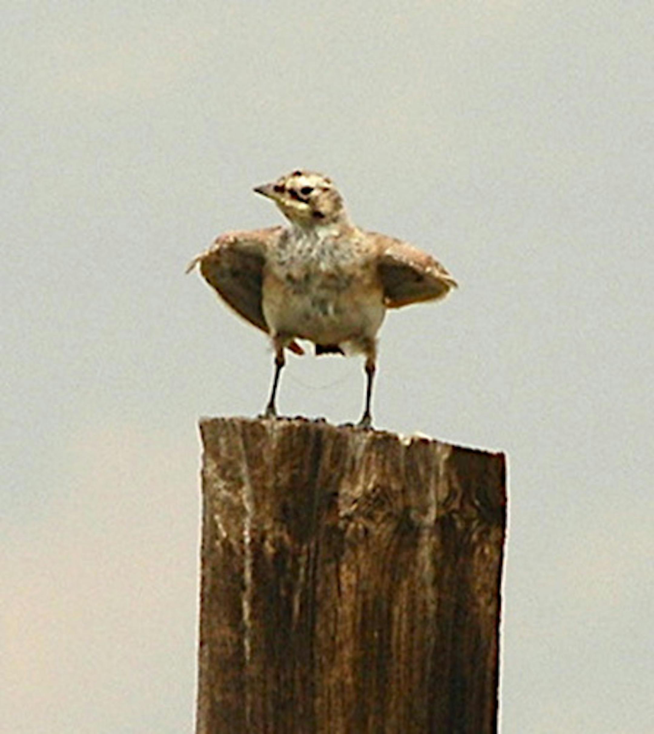 Juvenile lark bunting cooliing itself.