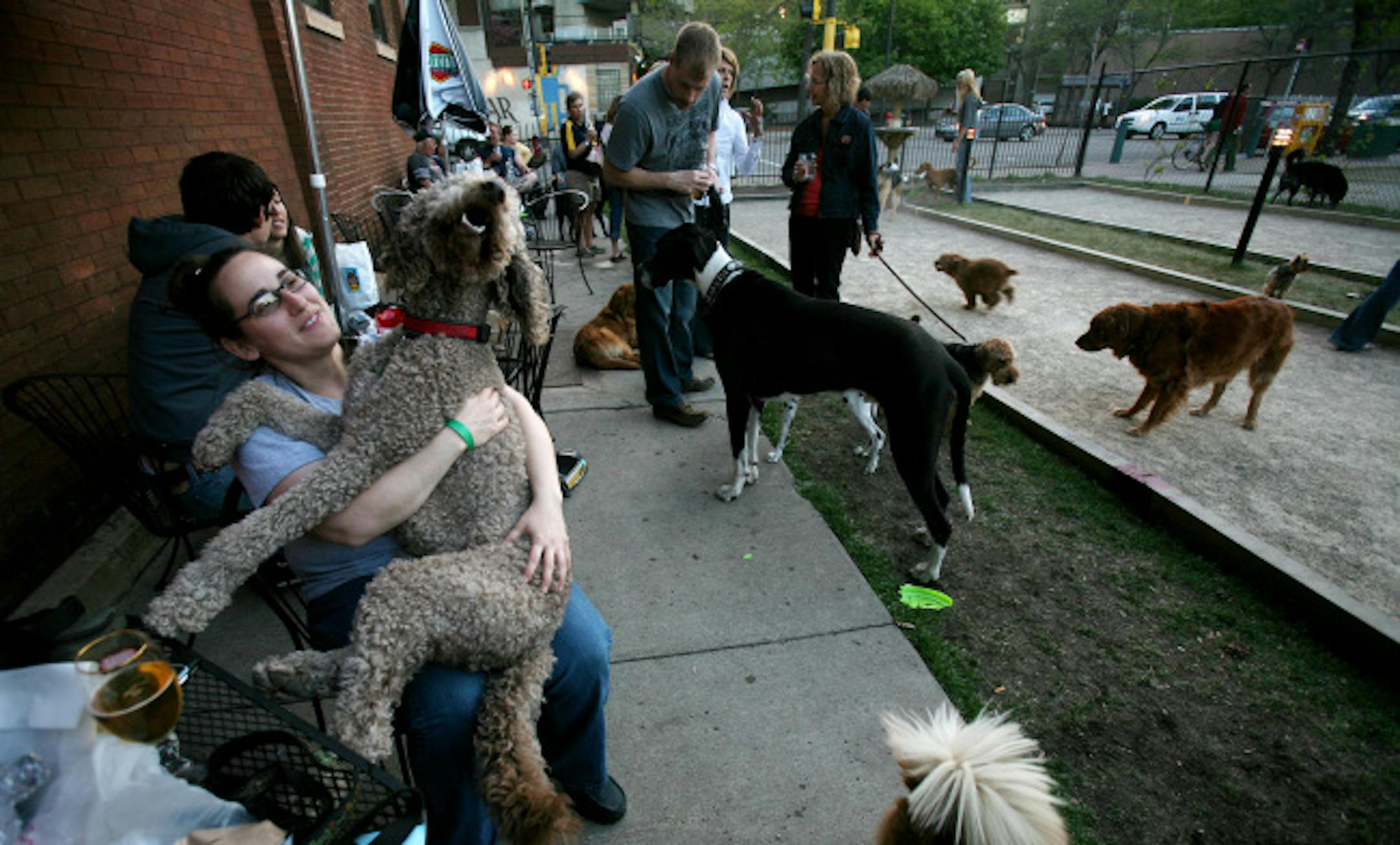Leslie Gross who recently move from Atlanta to Minneapolis, held her labradoodle, Manifred, as she and other dog owners gathered at the Nomad Bar for Thursday evening drinks.