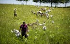 Kate led the herd of goats to a fresh pasture where they eagerly feasted on their favorite food fresh tree leaves. Lynne Reeck and Kate Wall operate S