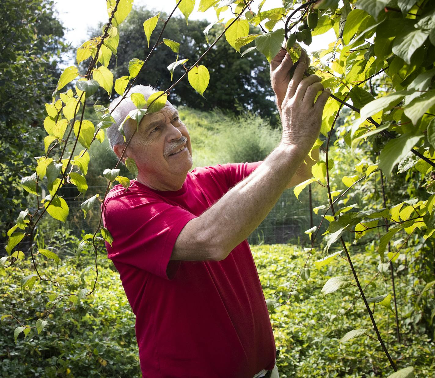 Dr. Ralph Bashioum picked a fuzz-less mini kiwi from a vine in his unique edible garden at his home in Wayzata, Minn., on August 2, 2018. ] RENEE JONES SCHNEIDER &#x2022; renee.jones@startribune.com