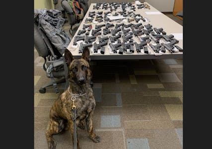 Border patrol canine Odin assisted with a gun seizure in mid-May in North Dakota.