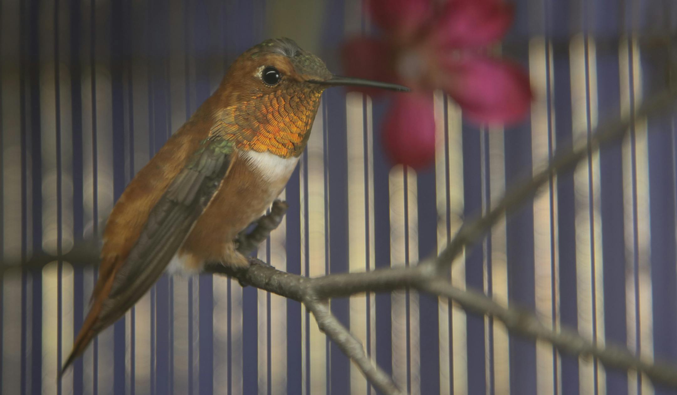 The wayward rufous hummingbird in his temporary quarters at the home of Jessika Madison-Kennedy. ] JEFF WHEELER ‚Ä¢ jeff.wheeler@startribune.com A rufous hummingbird showed up Tuesday at a backyard feeder in St. Paul backyard. A native of the Pacific Northwest, the species typically winters in Mexico. It was quickly captured and is in the care of Jessika Madison-Kennedy, avian nursery coordinator at the Wildlife Rehabilitation Center in Roseville, who will put it on a plane for