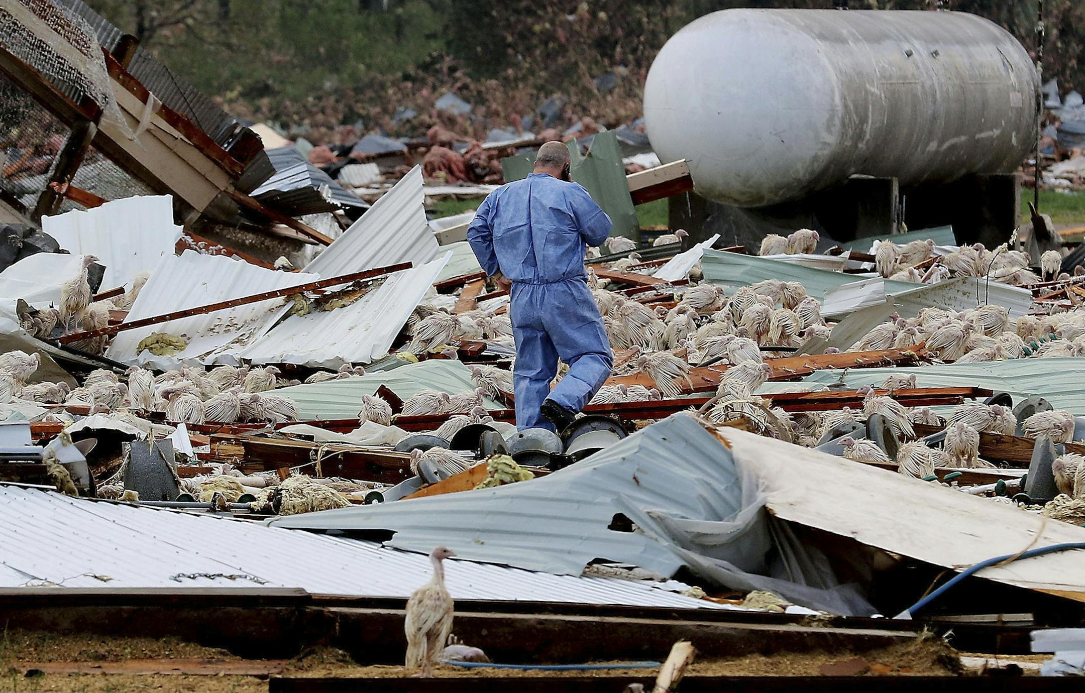Hundreds of turkeys that lost its shelter roam after a tornado ripped through a turkey farm, just north of Chetek, Wis., Tuesday, May 16, 2017. The tornado swept into the mobile home park in western Wisconsin on Tuesday, as a storm system also pounded parts of at least seven states from Texas to near the Canadian border with heavy rain, high winds and hail. (Dan Reiland/The Eau Claire Leader-Telegram via AP)