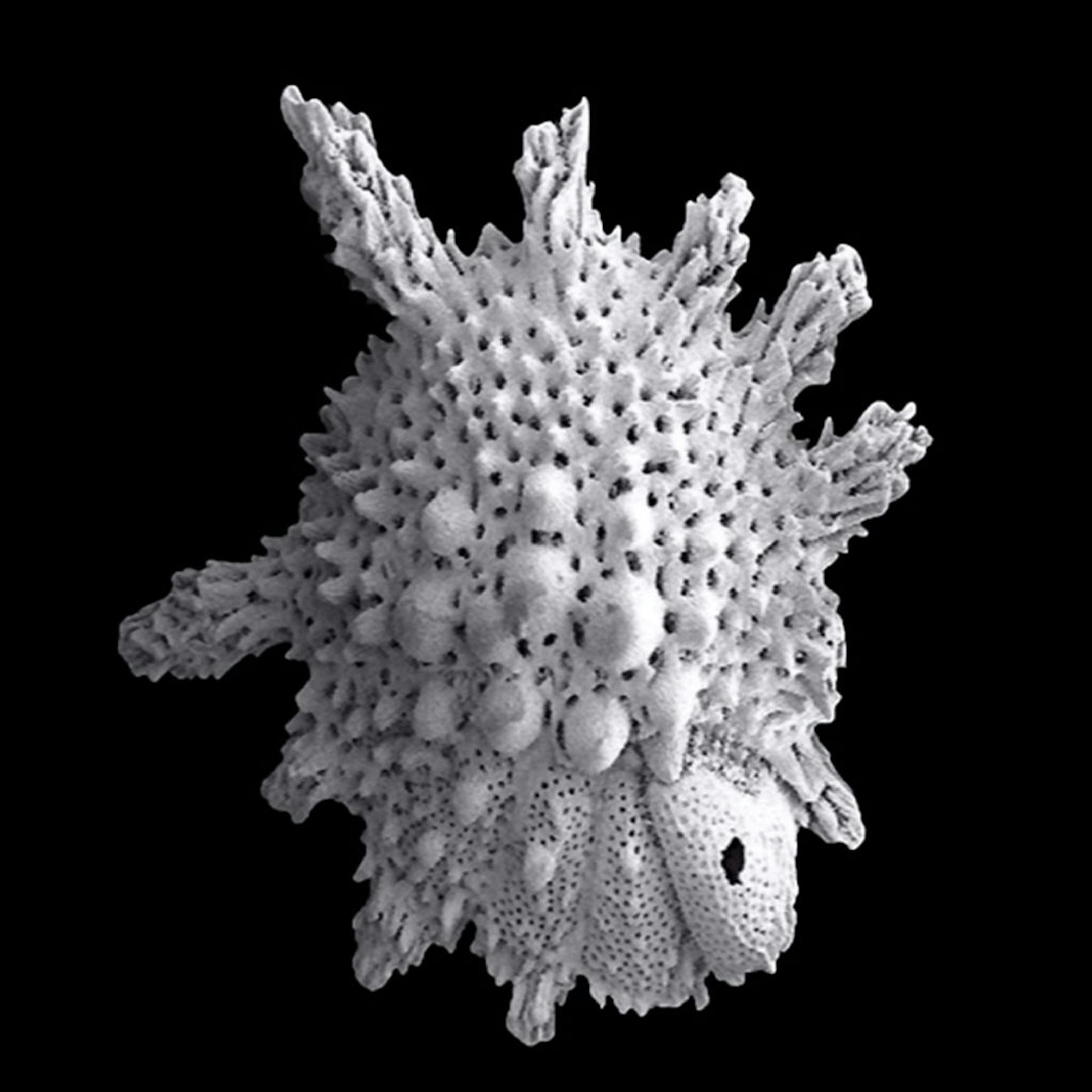 Foraminifera, "forams" for short, Calcarina hispida, in an undated handout image. Tiny creatures called foraminifera helped to create the materials necessary for making some of the world's spectacular monuments, and are also valuable in telling Earth's history. (Michael Hesemann/Foraminifera.eu Project, Hamburg, Germany via The New York Times) -- NO SALES; FOR EDITORIAL USE ONLY WITH STORY SLUGGED SCI NATURES MASONS. ALL OTHER USE PROHIBITED. -