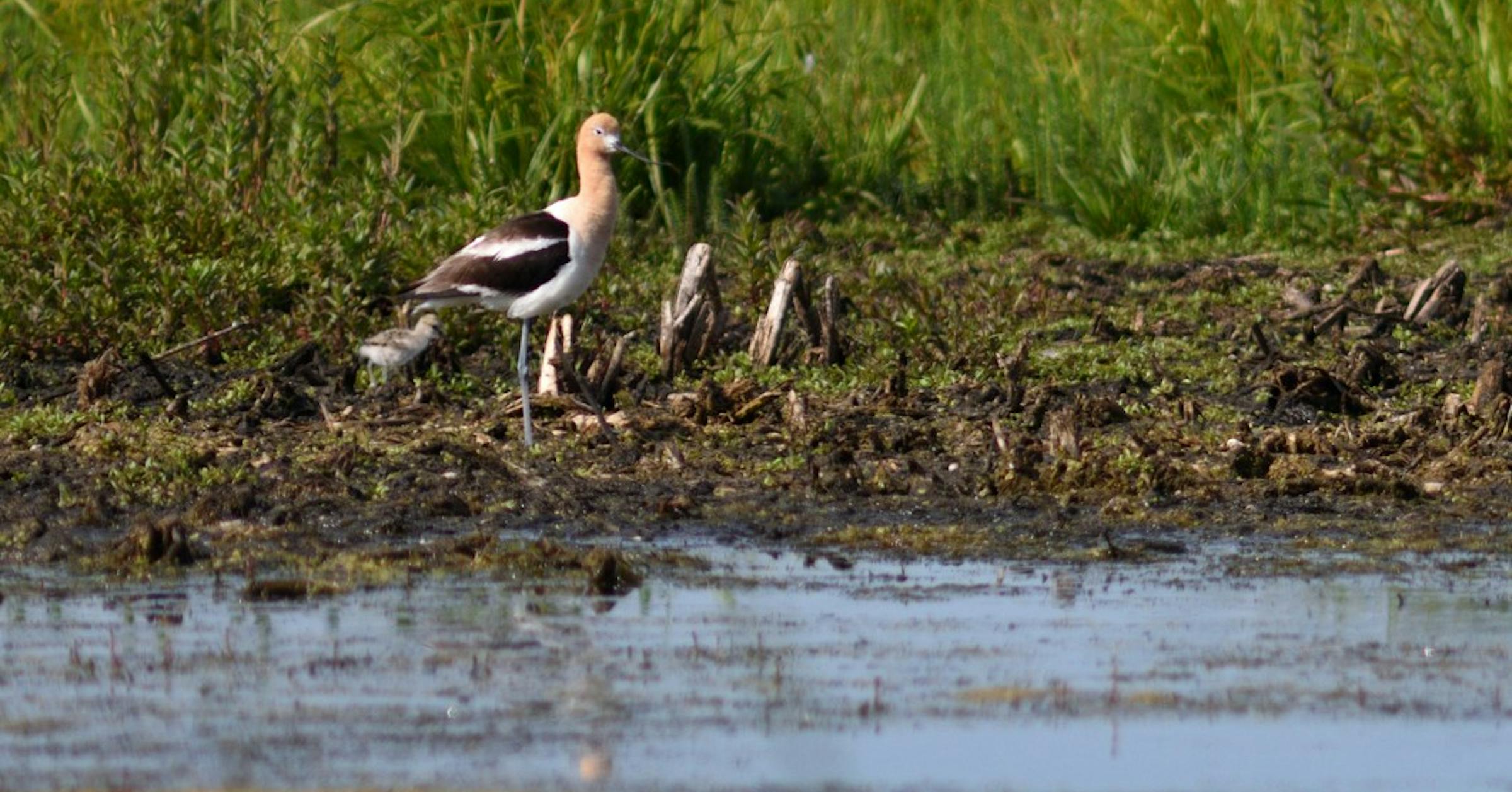 This Minnesota wildlife drive has a brief window, and it’s now