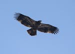 A juvenile bald eagle flew overhead Thompson Hill in Duluth on Sunday, April 5. Counters from Hawk Ridge Bird Observatory head out every day to keep t