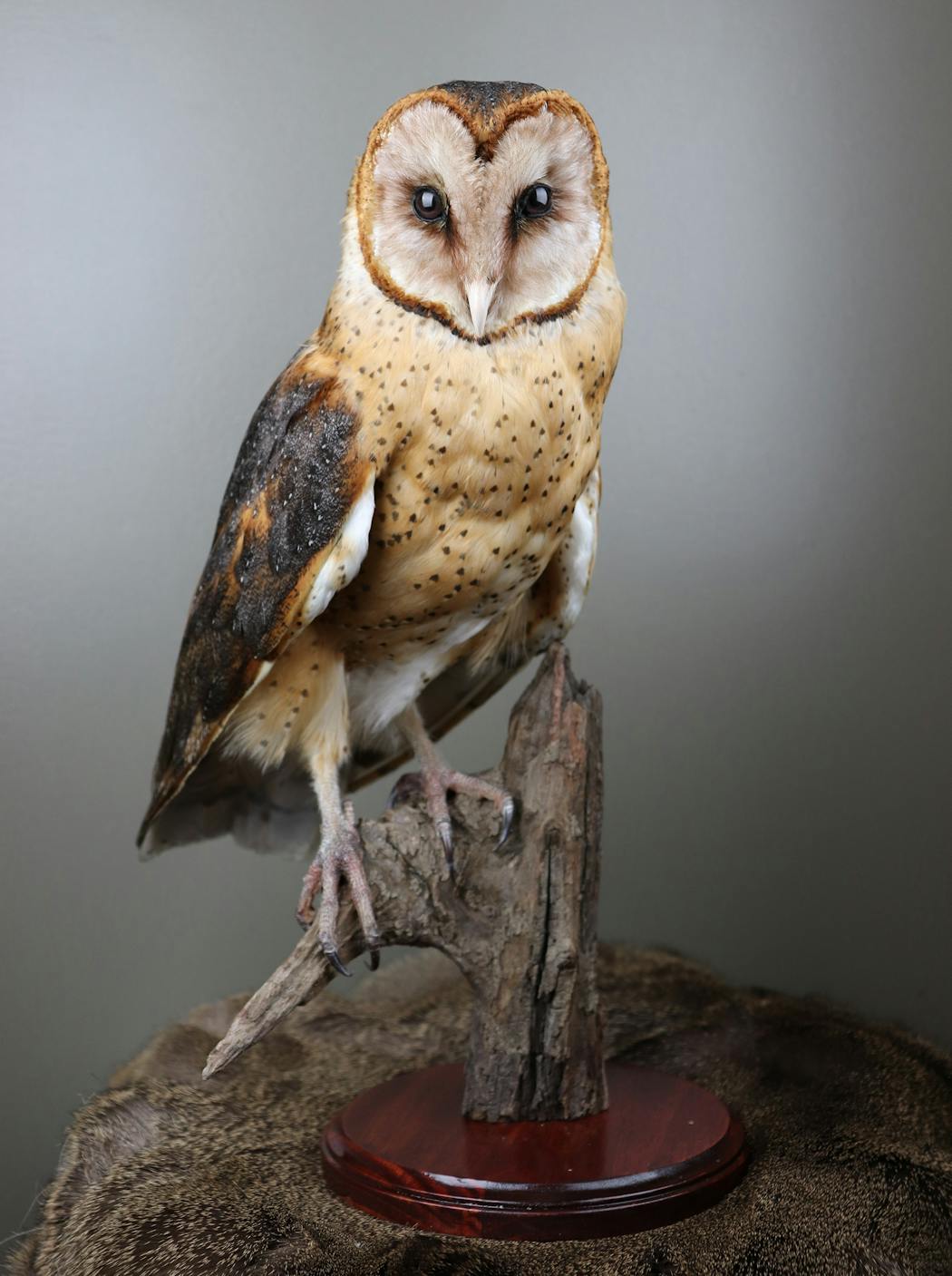 Barn owl mount, which was handled under state and federal salvage permits.