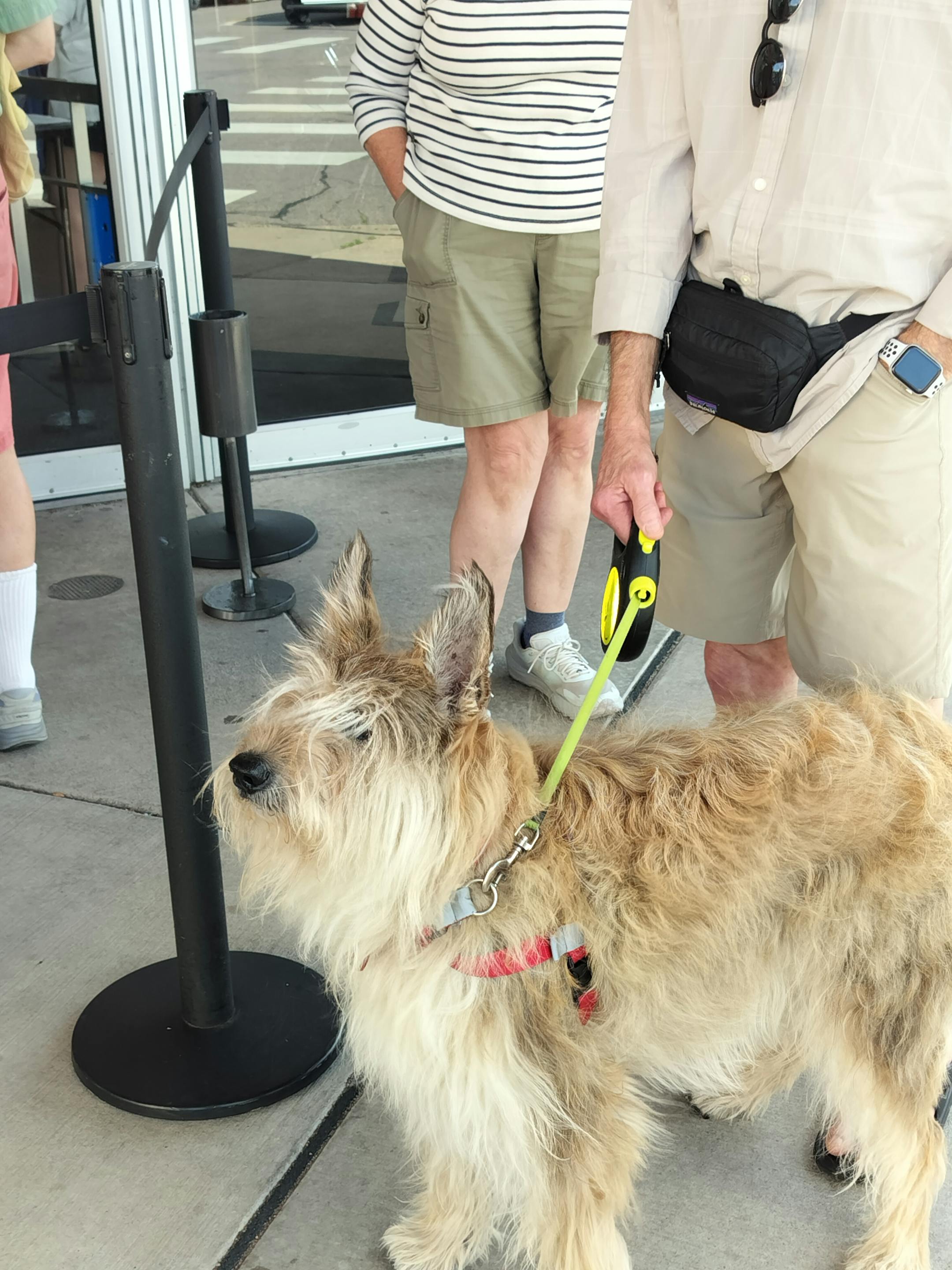 photo of a dog outside a movie theater
