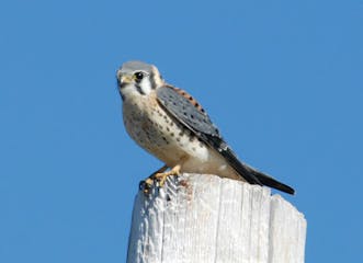 Kestrel numbers are dropping