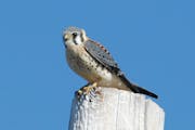 Kestrel numbers are dropping