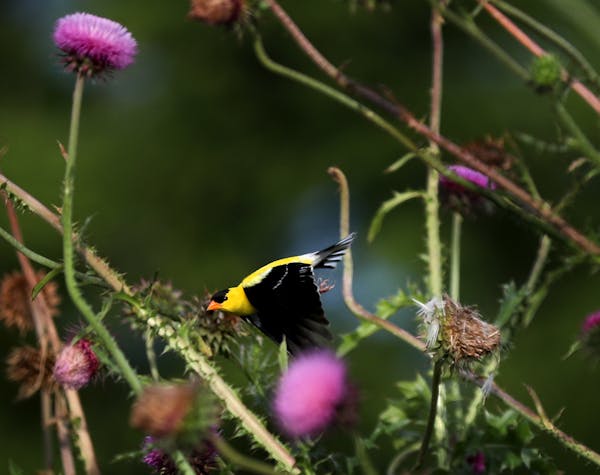 An American goldfinch takes flight from a thistle plant at Indian Mounds Park, a Native American burial ground, Wednesday, July 17, 2019, in St. Paul,
