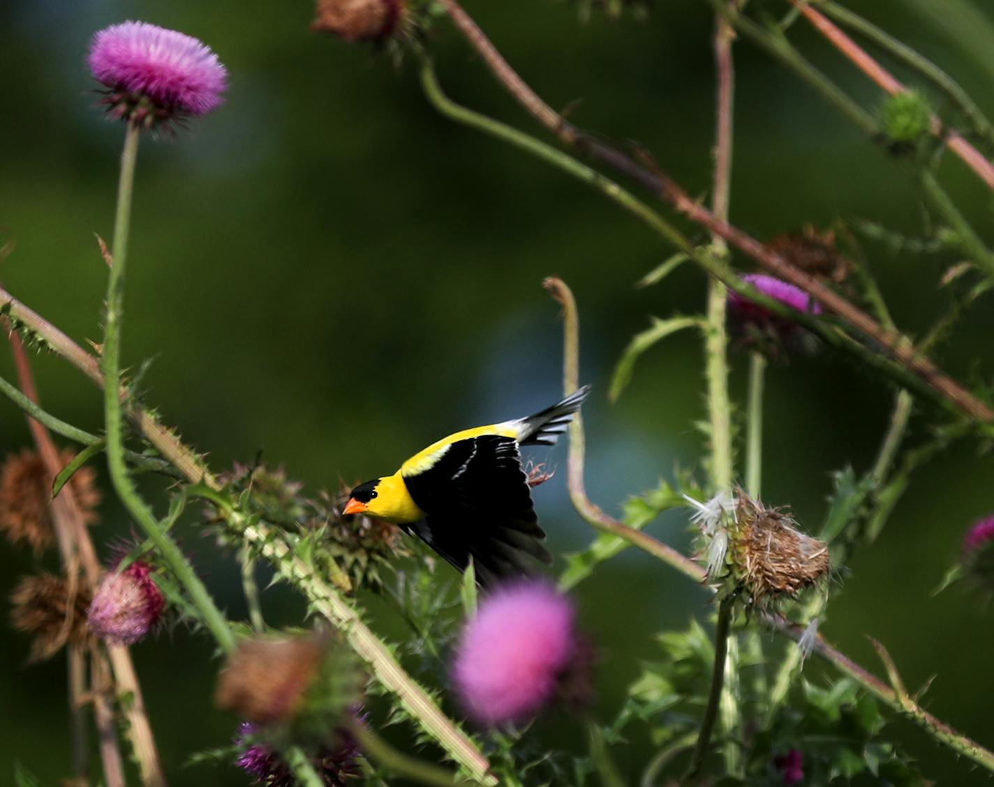 An American goldfinch takes flight from a thistle plant at Indian Mounds Park, a Native American burial ground, Wednesday, July 17, 2019, in St. Paul, MN.]