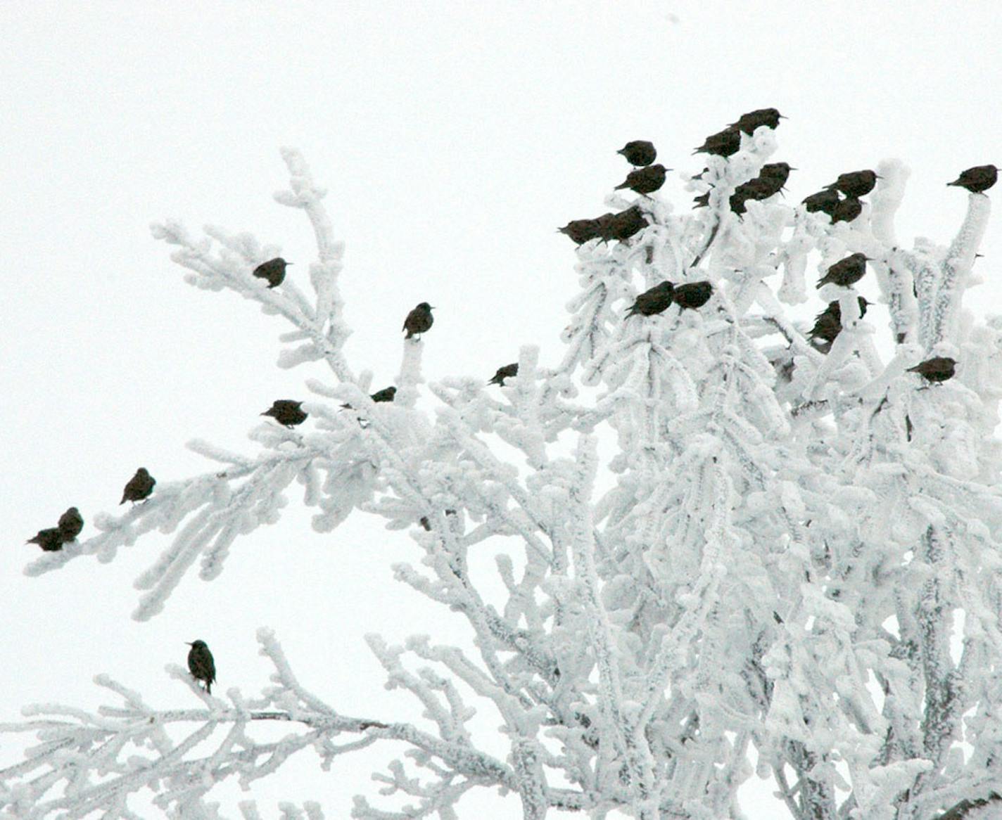 Flock of starlings in snow-covered tree credit: Jim Williams