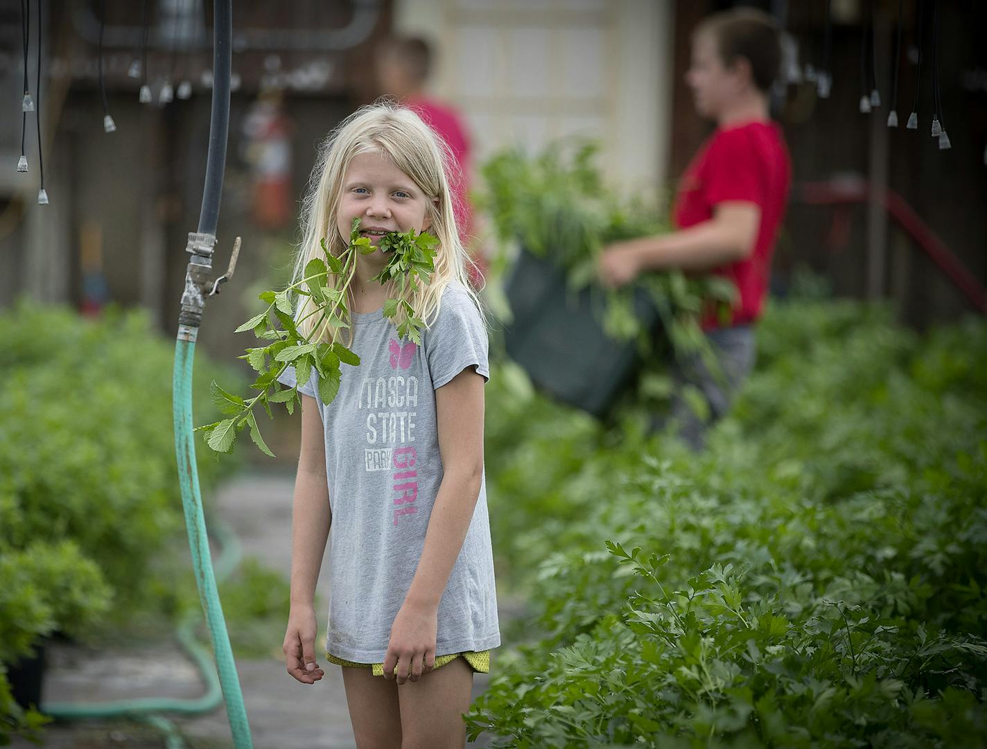 Bob and Bonnie Dehn's granddaughter Jennelle Eisinger, 8, ate the plants while working at their vegetable and herb farm, Thursday, August 10, 2017 in Adover, MN. They are searching for someone to take over their family farm before they retire. ] ELIZABETH FLORES &#xef; liz.flores@startribune.com