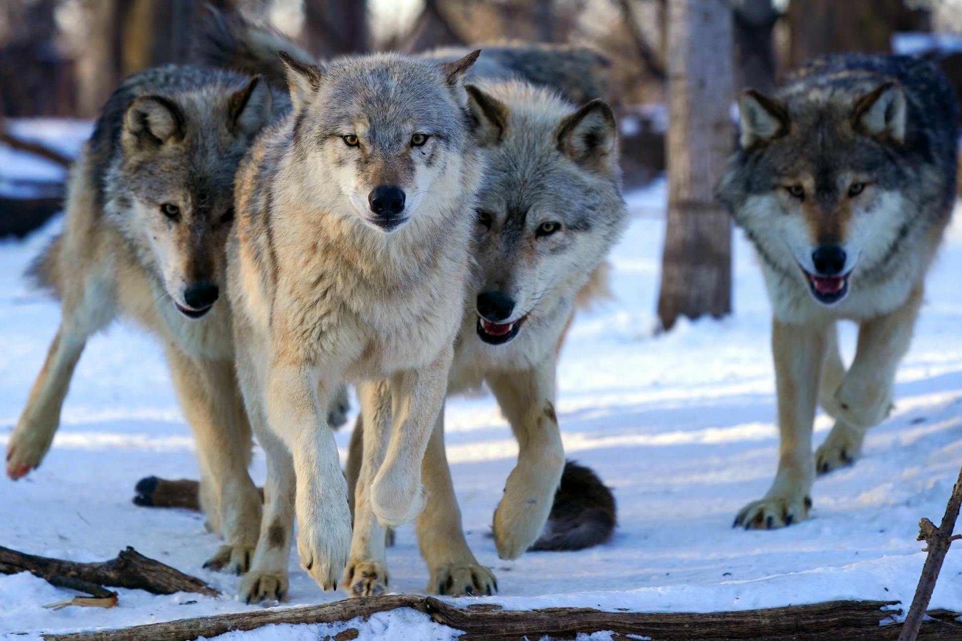 The Wildlife Science Center's captive colony has been vital to the understanding of how wolves behave, survive, communicate and breed.