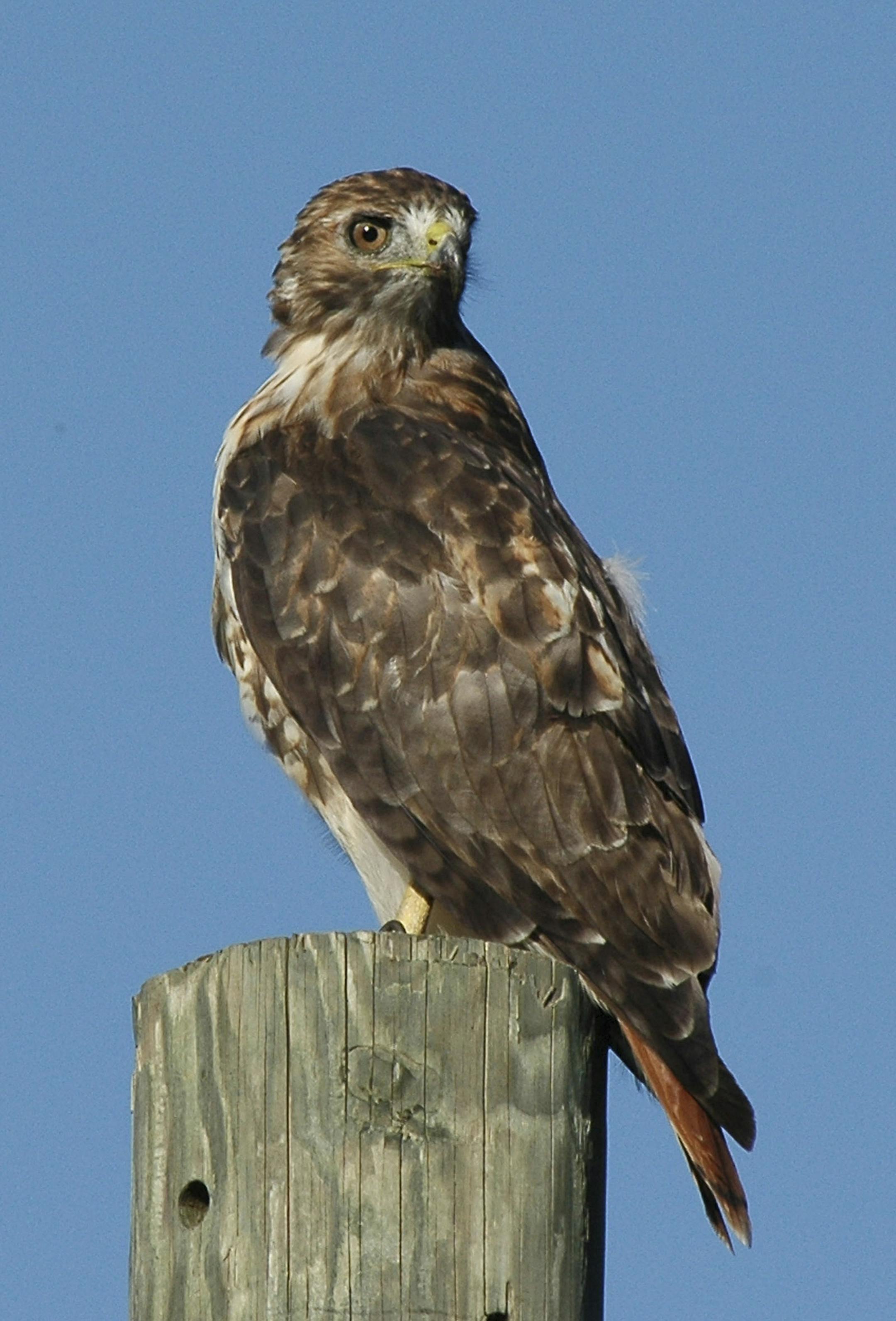 Red-tailed hawk
