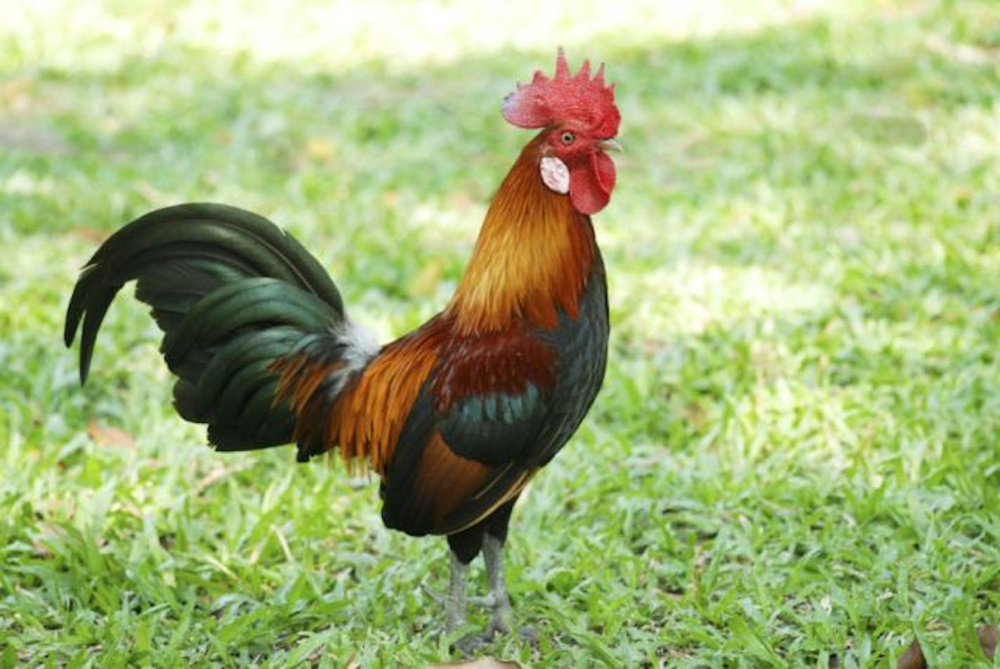 Male red junglefowl