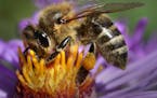 Honey bees have been shown to be adversely affected by farmland chemicqls. Now research indicates the same chemicals might affect deer and possibly ph