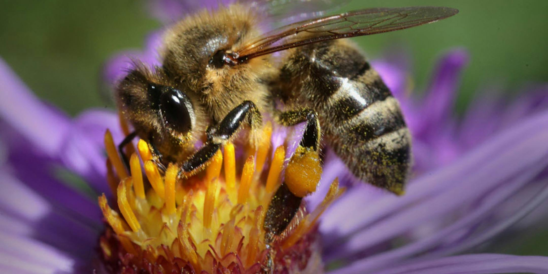 Honey bees have been shown to be adversely affected by farmland chemicqls. Now research indicates the same chemicals might affect deer and possibly pheasants. ORG XMIT: MIN1803131423148286