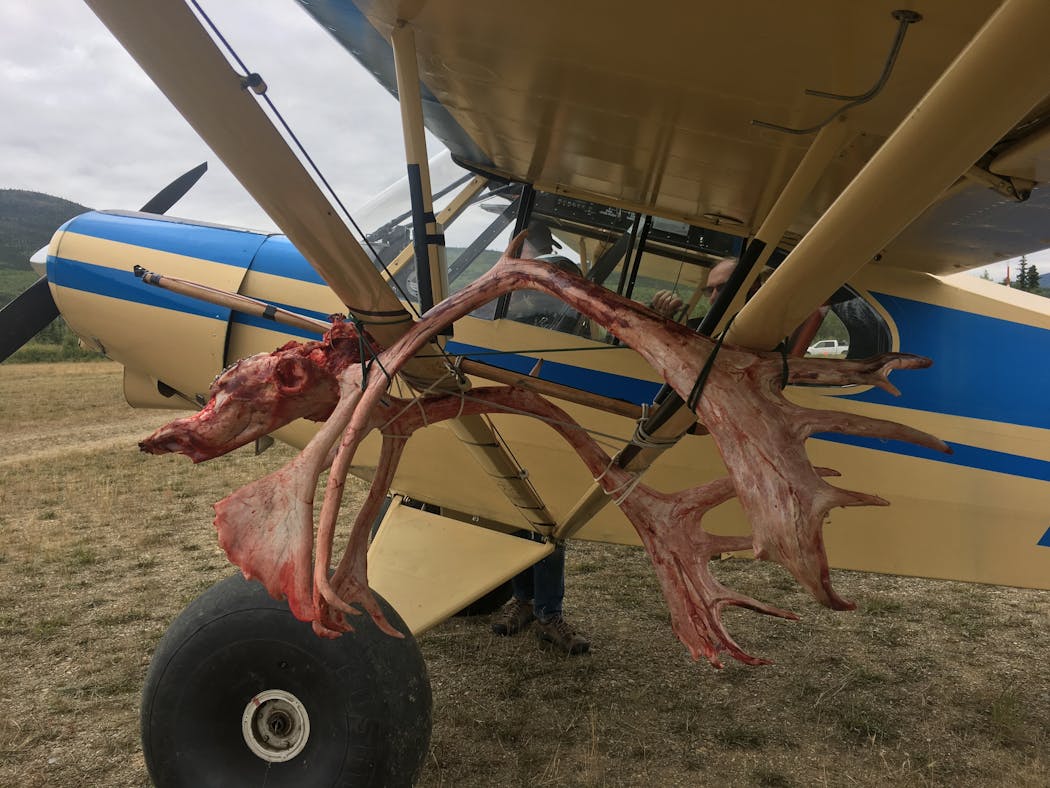 The four hunters were flown one at a time from a grass strip north of Fairbanks, Alaska, to their campsite where they headquartered for a weeklong do-it-yourself caribou hunt.