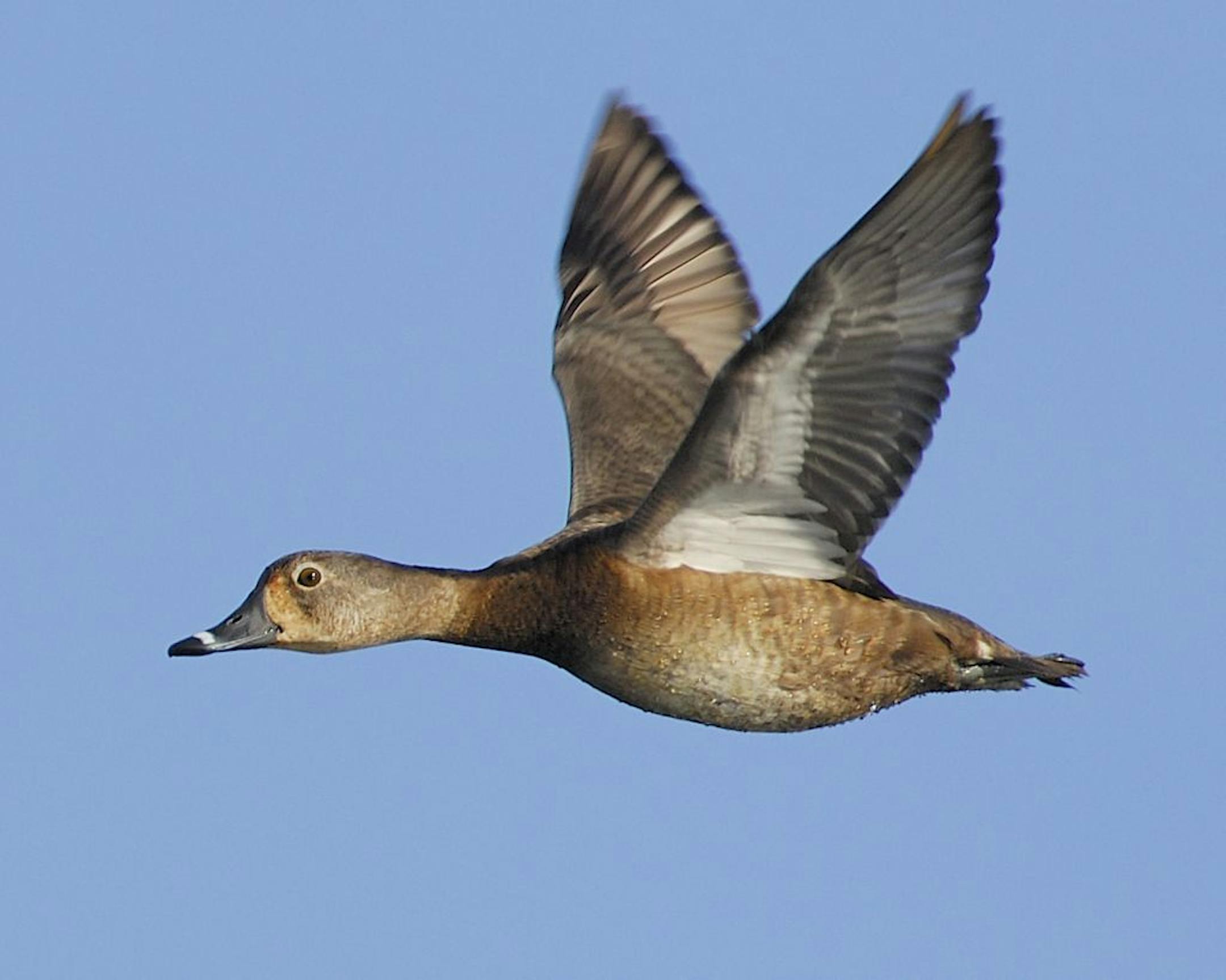 00305-019.08 Ring-necked Duck (DIGITAL) flock of three in flight against blue sky. H2L1