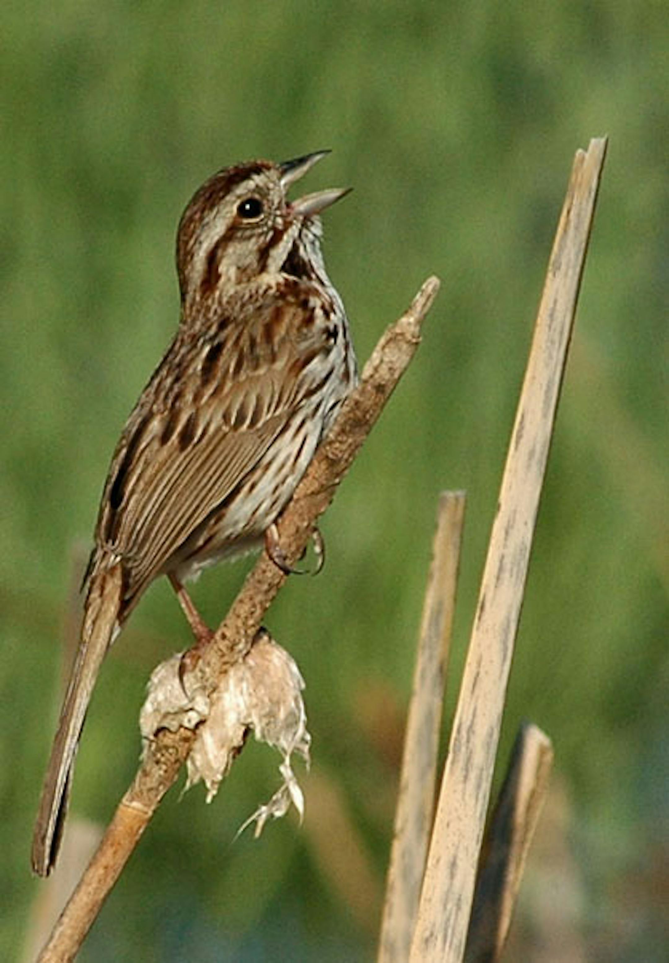 Song sparrows are among the birds that sing to lure a mate.