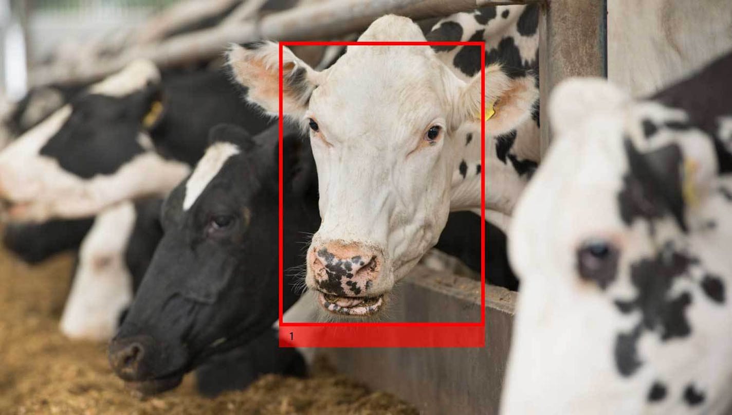 Cargill Inc., has invested in facial recognition software developed by Dublin-based Cainthus to help farmers improve the health of their cattle.