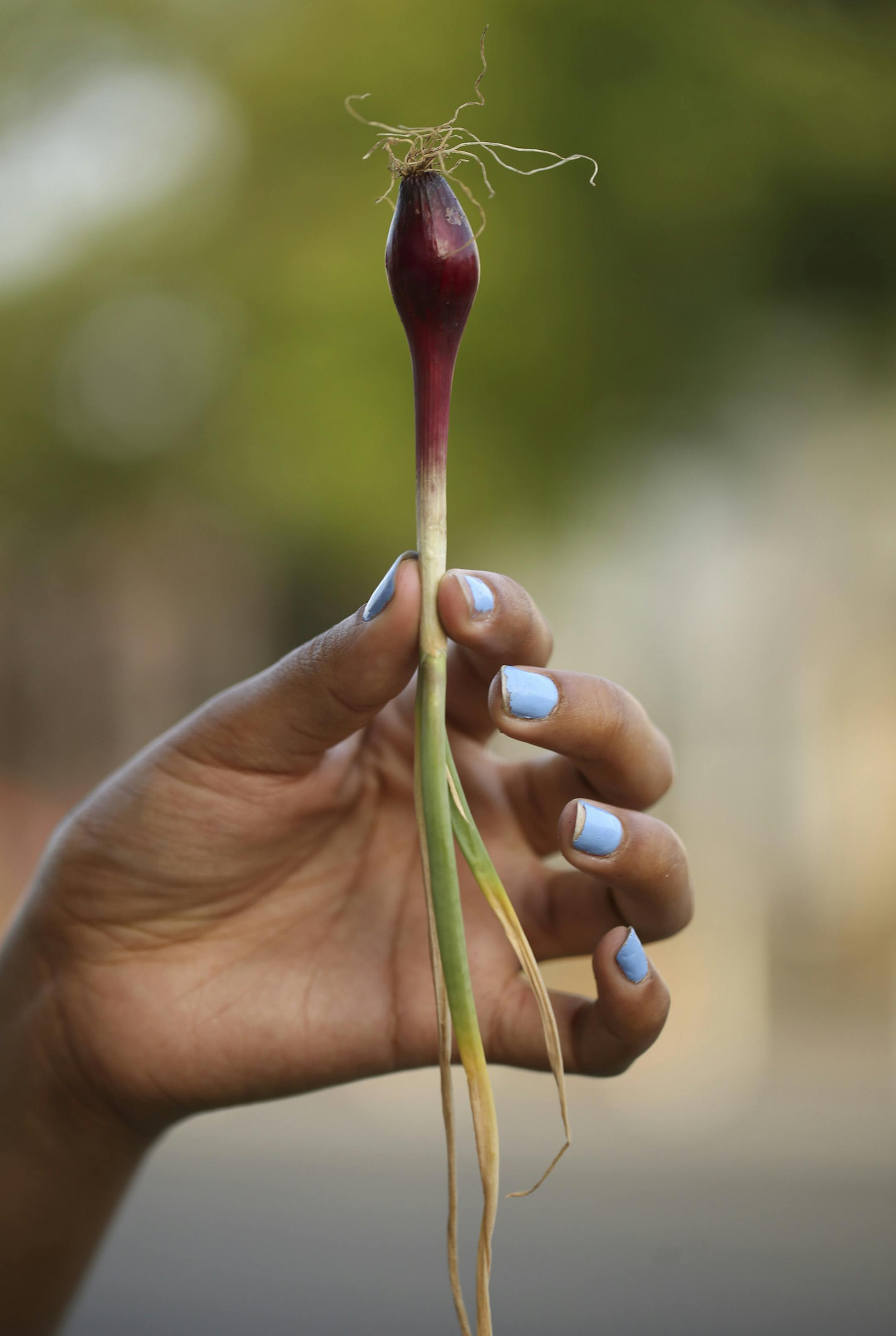 Miah Ulysse displayed an onion that was growing in the Mexican Edible Streetscape container. ] JEFF WHEELER ï jeff.wheeler@startribune.com Urban Oasis, a sustainable food center, hosted a walking tour of its "Edible Streetscapes" project in St. Paul Wednesday evening, July 20, 2016. A series of ten planters along East 7th St. showcase various food traditions from this area in St. Paul.