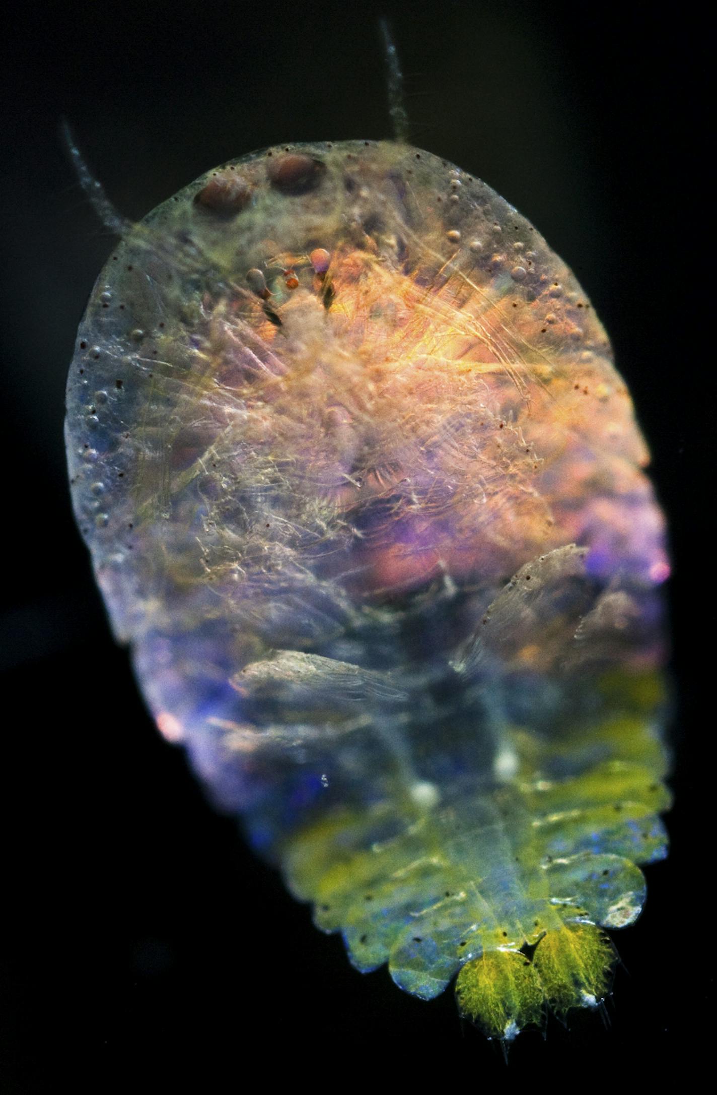 In an undated handout photo, a male Sapphirina copepod that was collected in the Mediterranean sea. Plankton are profoundly affected by water temperature and climate change, according to a series of five studies published on Thursday, May 21, 2015, in Science about the voyage of the schooner Tara..