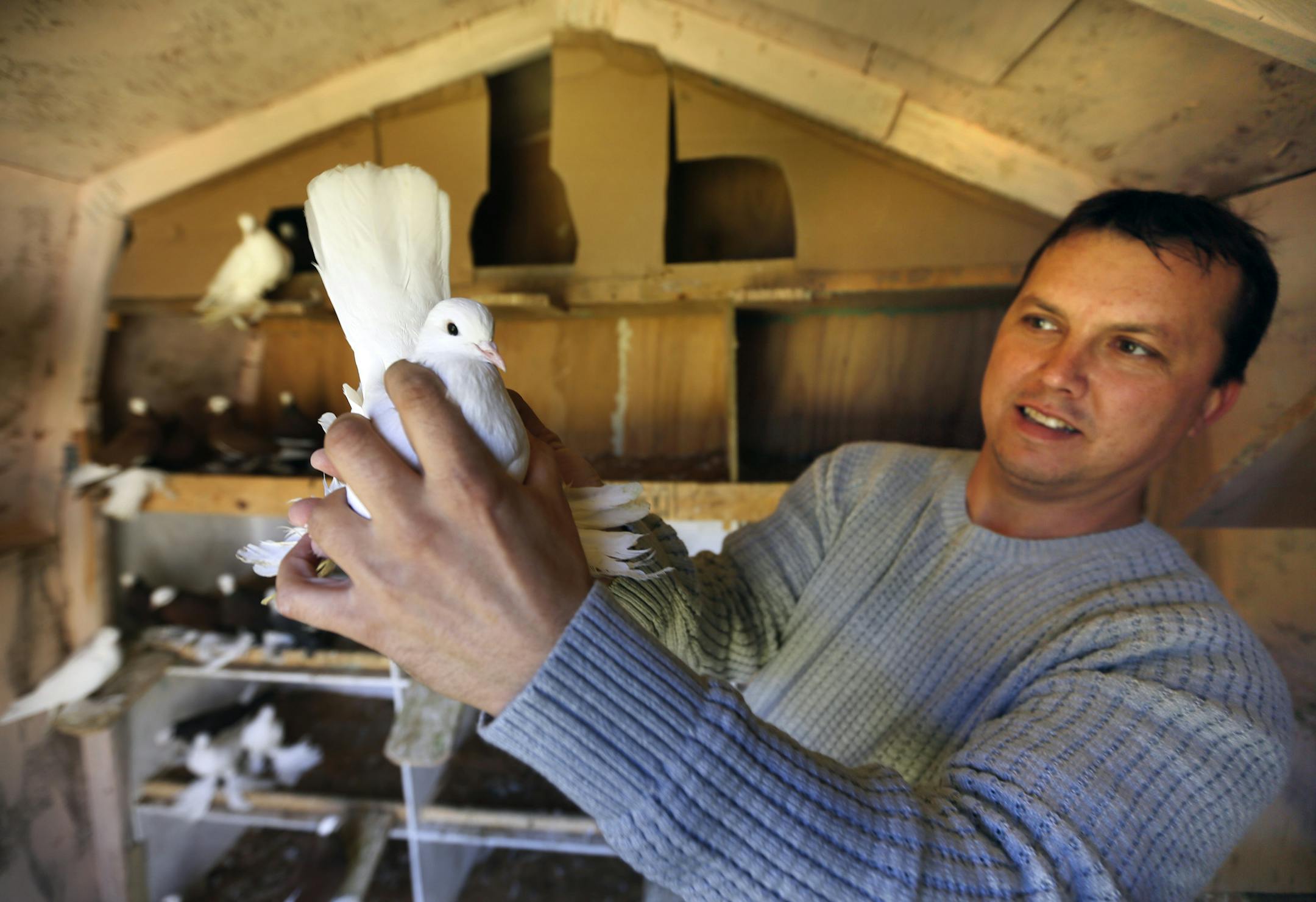 Valeriy Partyka holds one of his prized pigeons in the small coop behind his home in Plymouth.