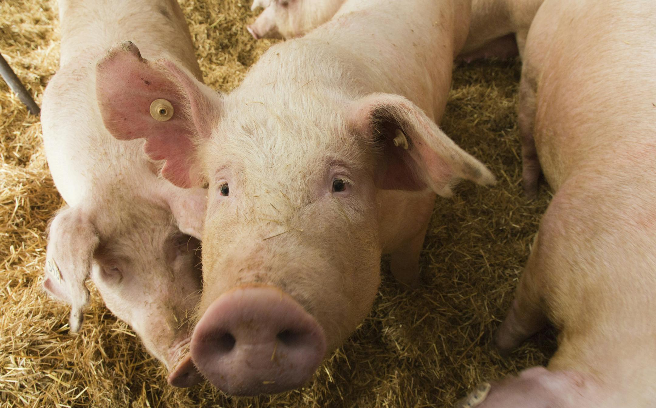 Scientists at the University of Minnesota are conducting research in response to consumer concerns about how farmers are raising swine. One study concentrates on sows and what is a more humane way to care for them while they are pregnant and nursing.