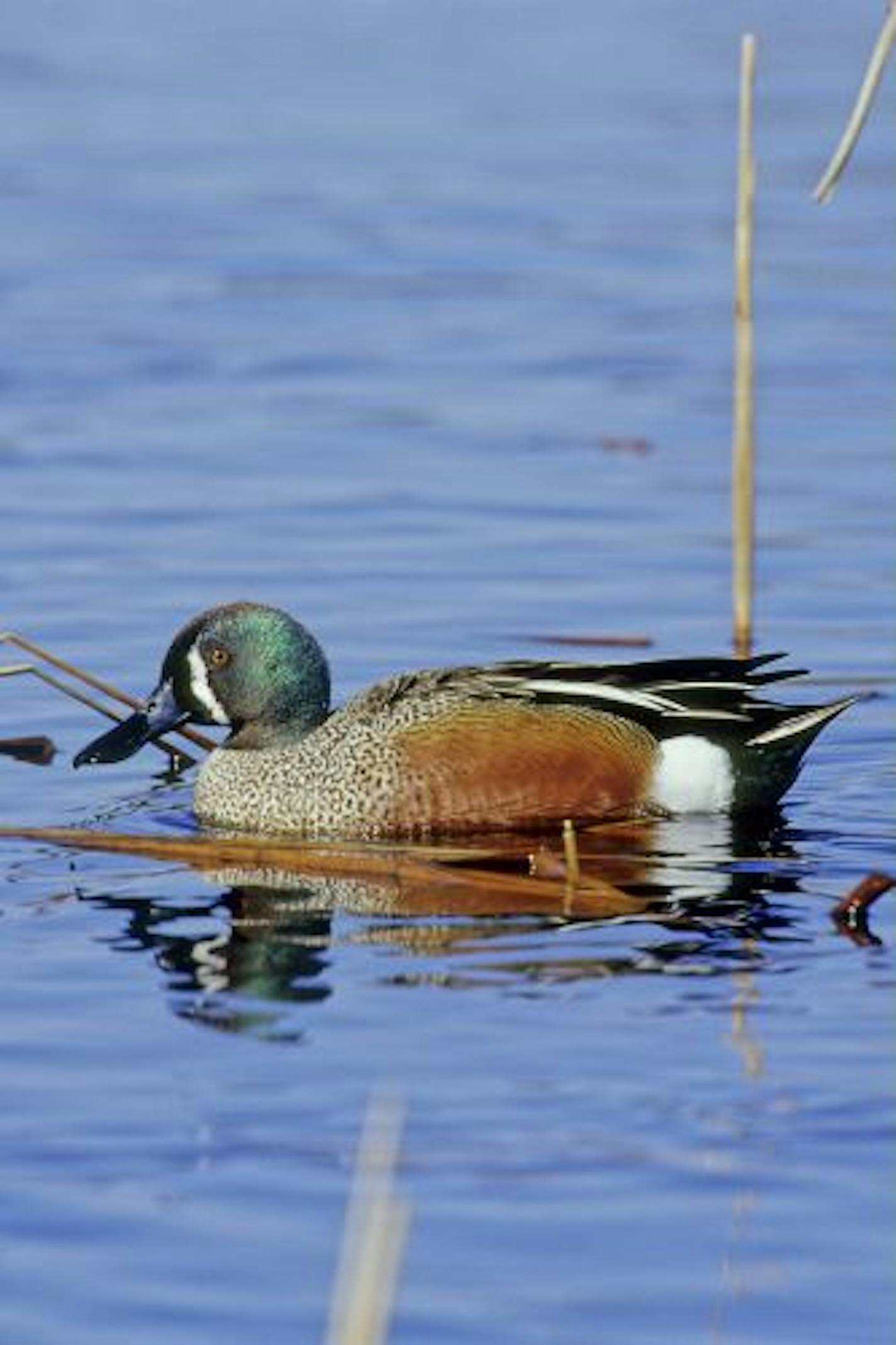 This rare hybrid male blue-winged teal/northern shoveler displays characteristics prominent in both species.