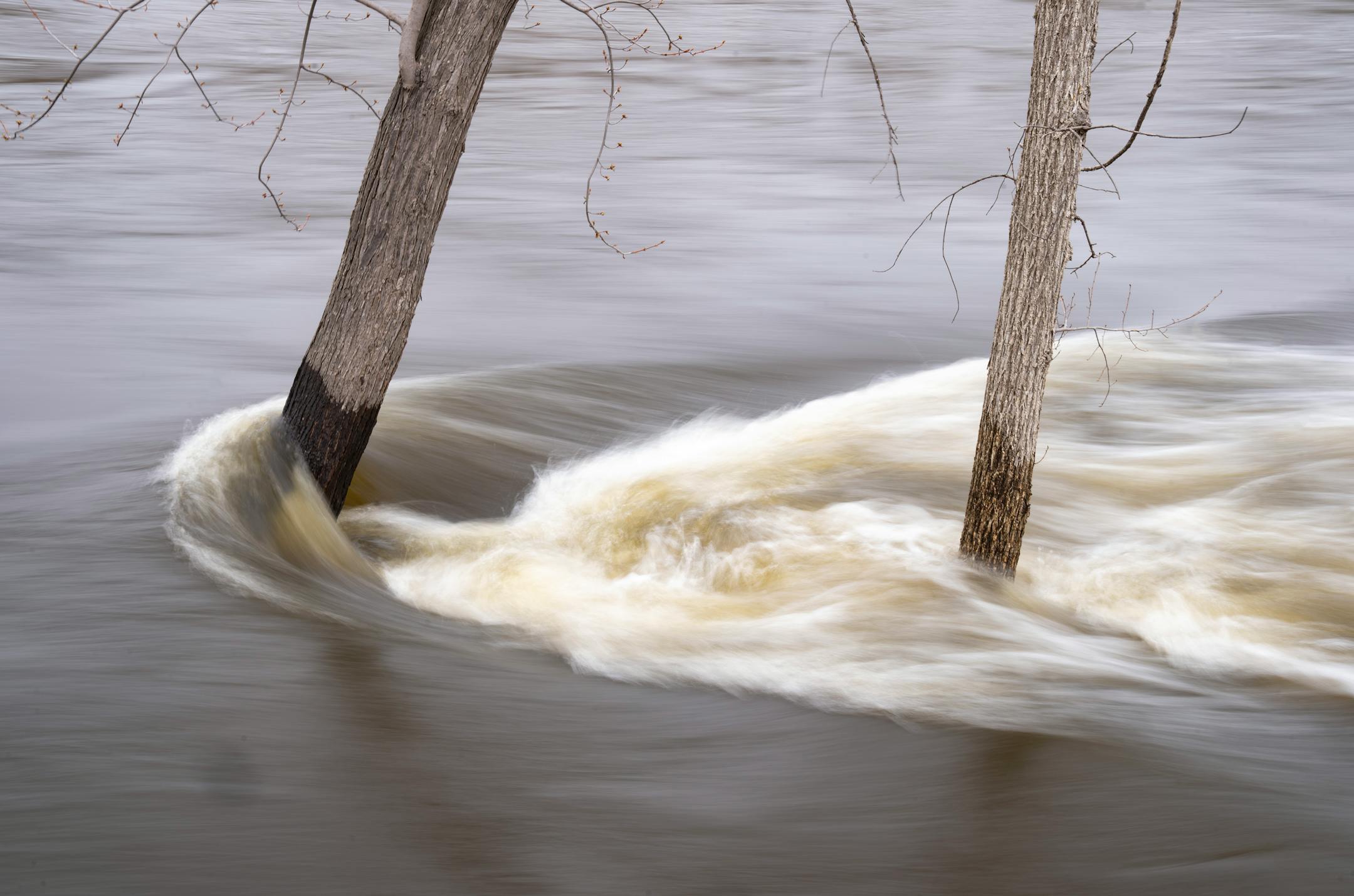 Water from the Crow River rapidly moves around tree trunks as the water level rises Wednesday, April 19, 2023, in Delano, Minn.