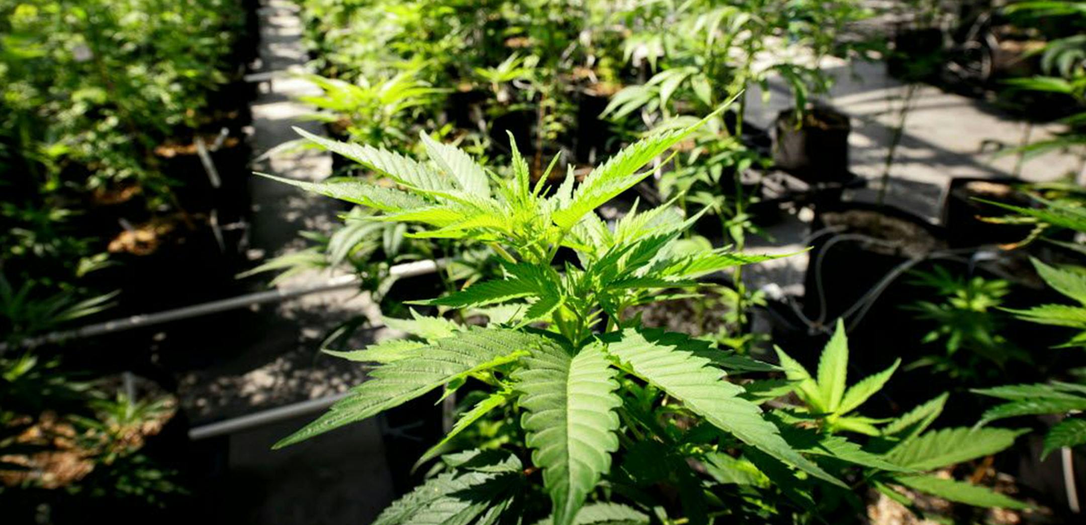 Young cannabis plants in the Otsego greenhouses of Minnesota Medical Solutions. ORG XMIT: MIN1606151529150071