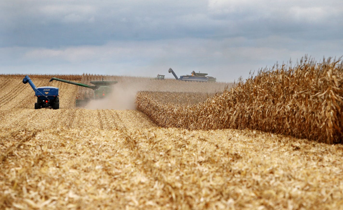 Members of the Peterson family, who operate Far-Gaze Farms, worked harvesting corn on one of their fields, this one 142 acres, Friday, Oct. 9, 2015,near Northfield, MN.](DAVID JOLES/STARTRIBUNE)djoles@startribune.com Crop estimates to be released Friday may show that Minnesota corn and soybean farmers are forecast to produce record crops in 2015, due largely to early planting and adequate summer rain. The healthy crops won't necessarily make farmers rich, since crop prices remain stubbornly low.