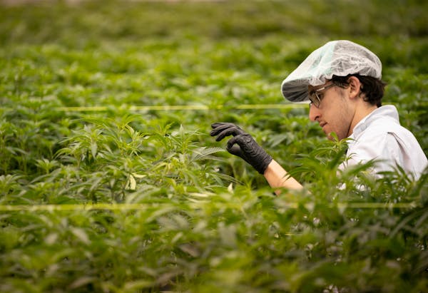 A horticulturist trims marijuana plants in a large growing area for plants in mid-life at LivWell Enlightened Health's Denver warehouse grow facility.
