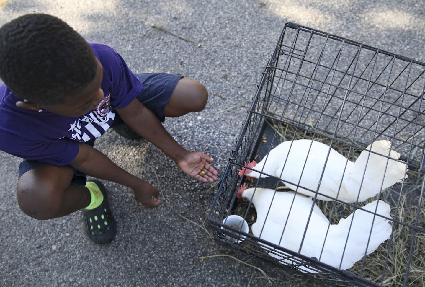 Tayshawn Coleman, 9, of Minneapolis, feeds a kernel of corn to a couple chickens from the Oliver Kelly Farm during a Farm to School event in 2018.