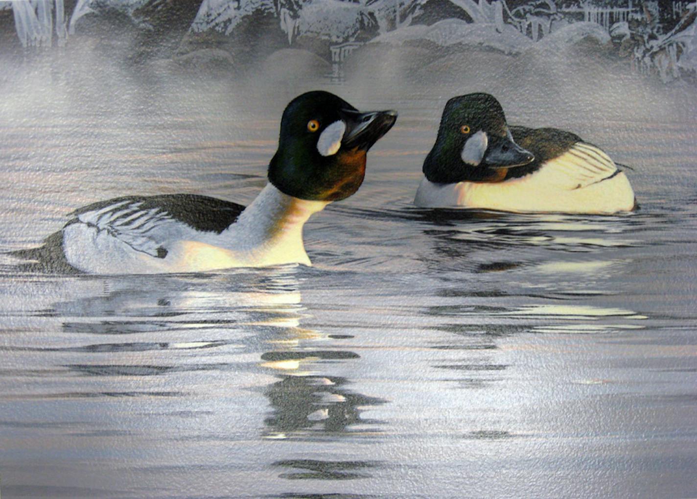 Scot Storm's painting of two common goldeneyes