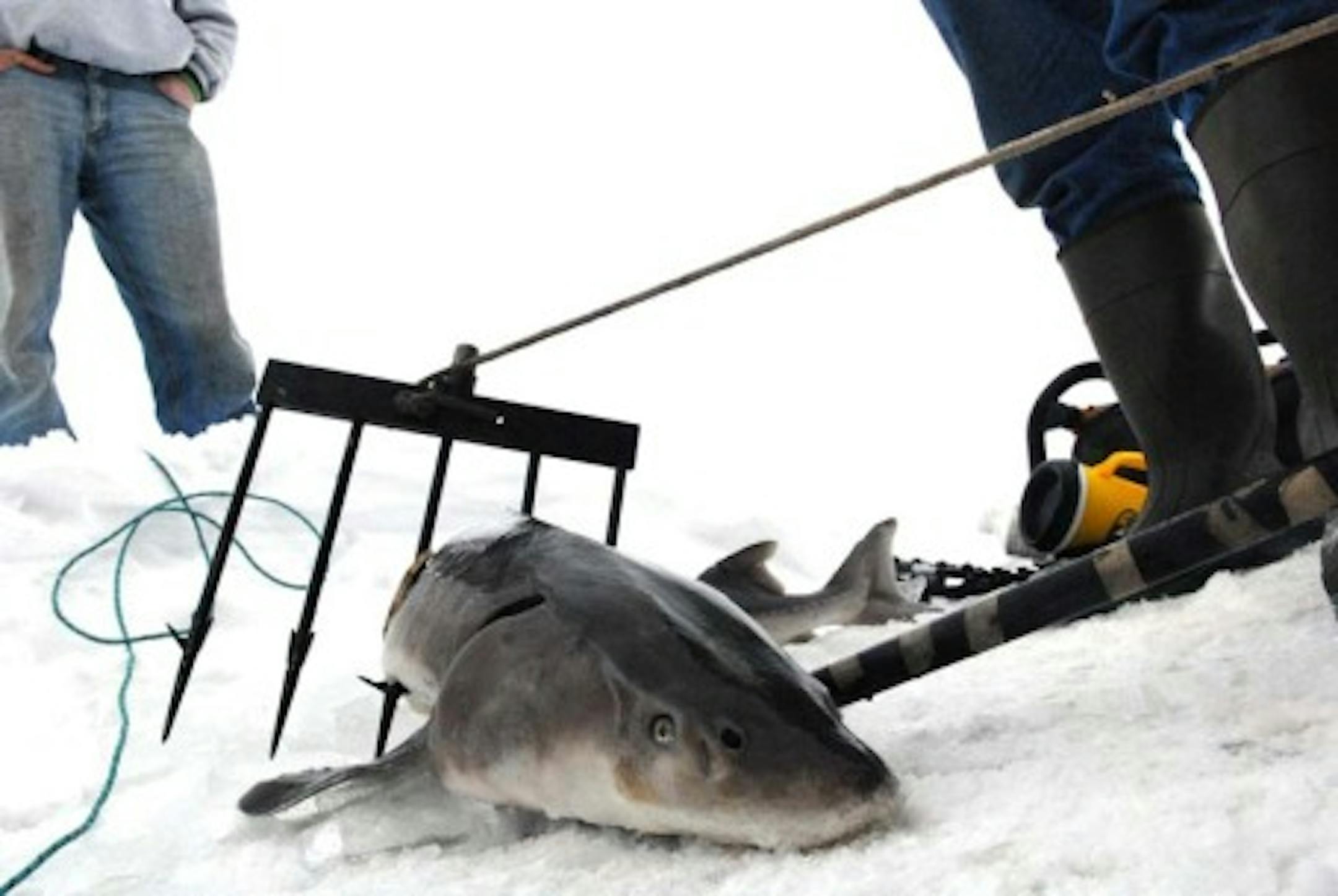 Most spears have five tines. Even if only one or two connect, the fish is usually caught because long barbs open after the spear passes throught the fish, preventing its easy removal.