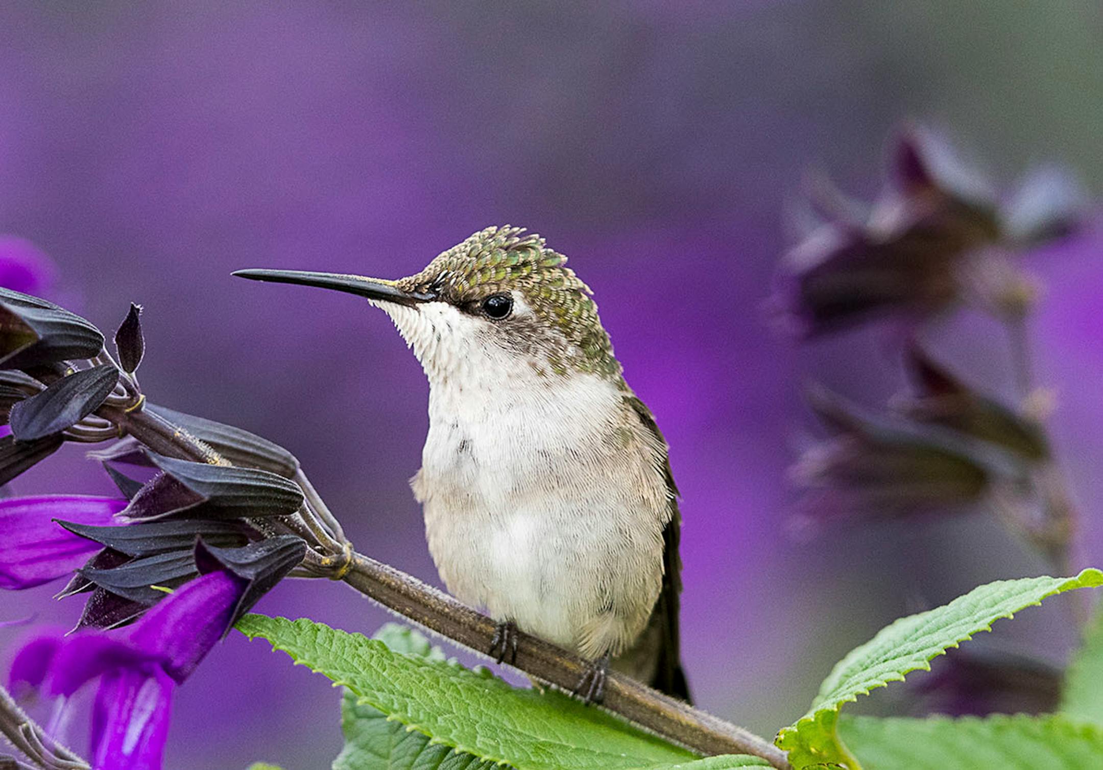 Longfellow Gardens, with its varied perennials and annuals attract Hummingbird. Photo by Joe Fierst