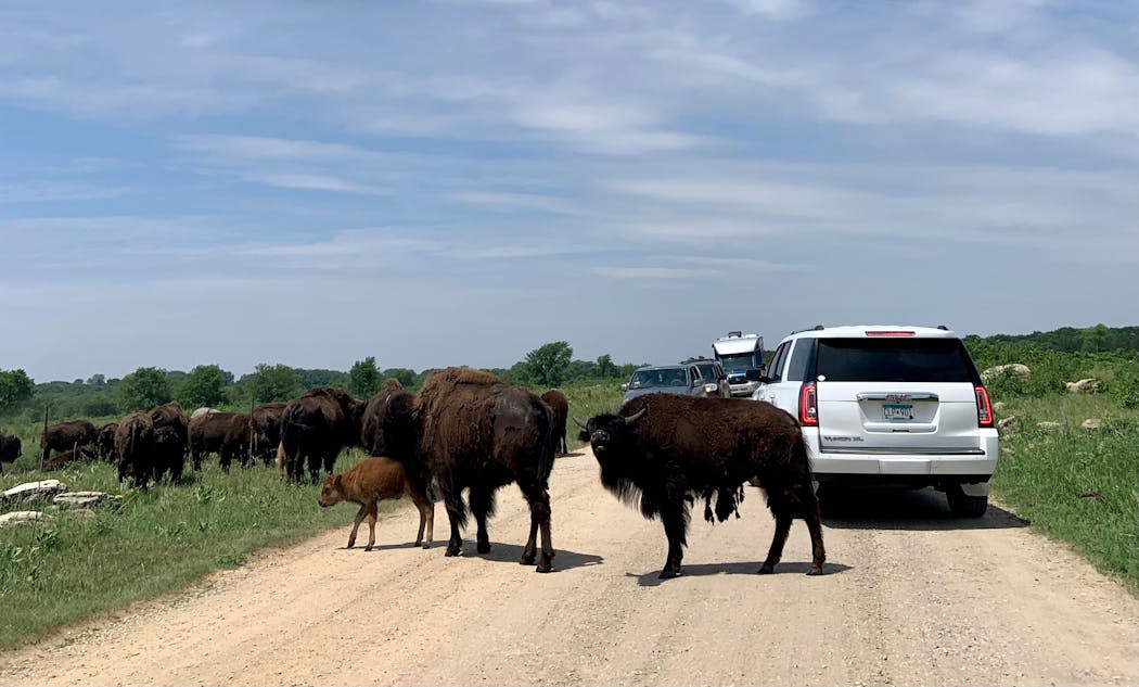 Bison, young and older, moved across the trail in their prairie site June 9 at Minneopa State Park. There are 13 calves in the park’s herd.