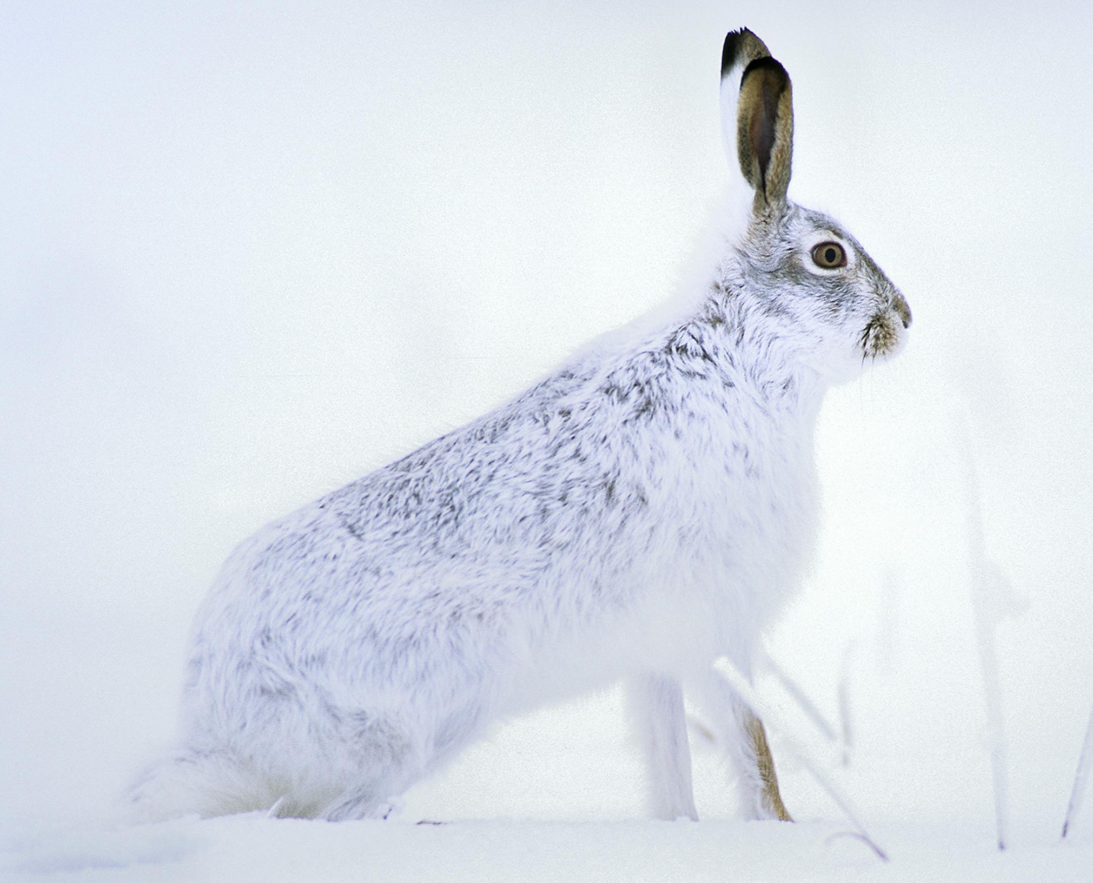 During winter the pelage of some animals like this white-tailed jackrabbit turns white. This form of deception is called dimorphism.