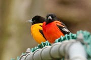 A red oriole perches with a more naturally colored oriole. photo by Phyllis Terchanik ONE TIME USE