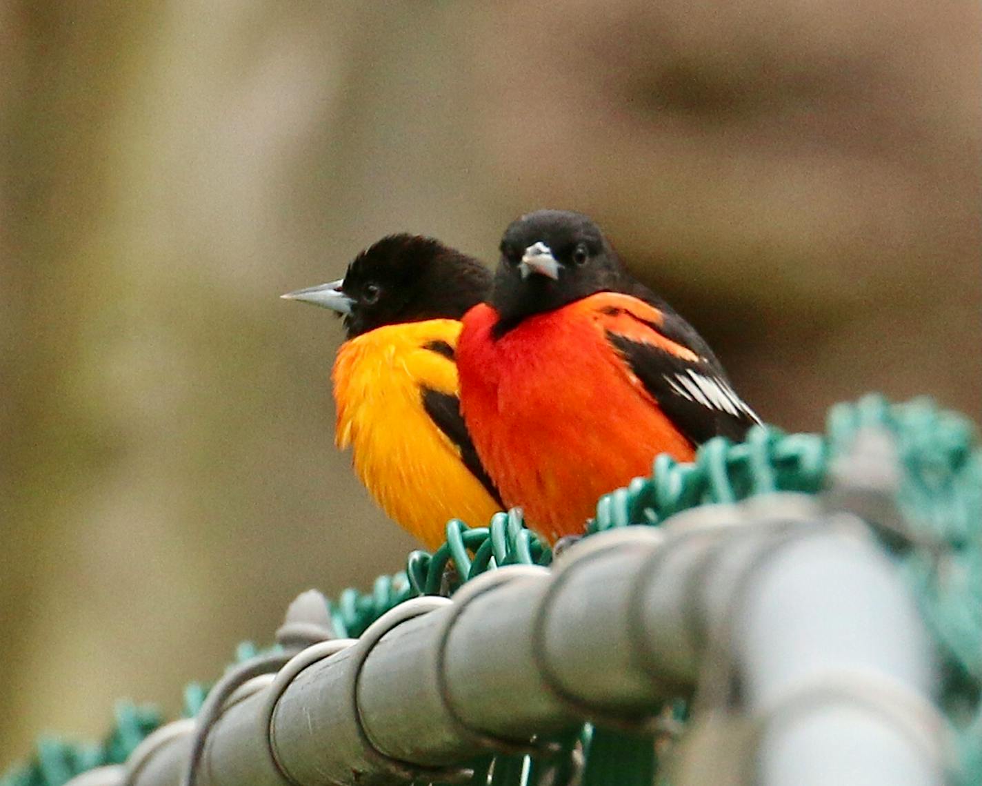 A red oriole perches with a more naturally colored oriole. photo by Phyllis Terchanik ONE TIME USE