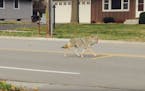 A YouTube video posted in February by the Bloomington Police Department shows a coyote on a residential street.