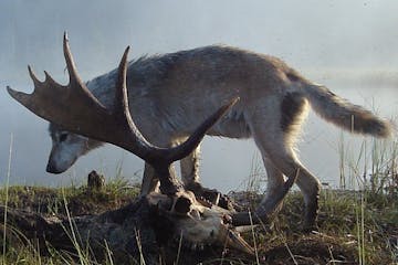 Research on wolves and moose on Isle Royale National Park in Michigan will provide data for the next generation of wildlife researchers.