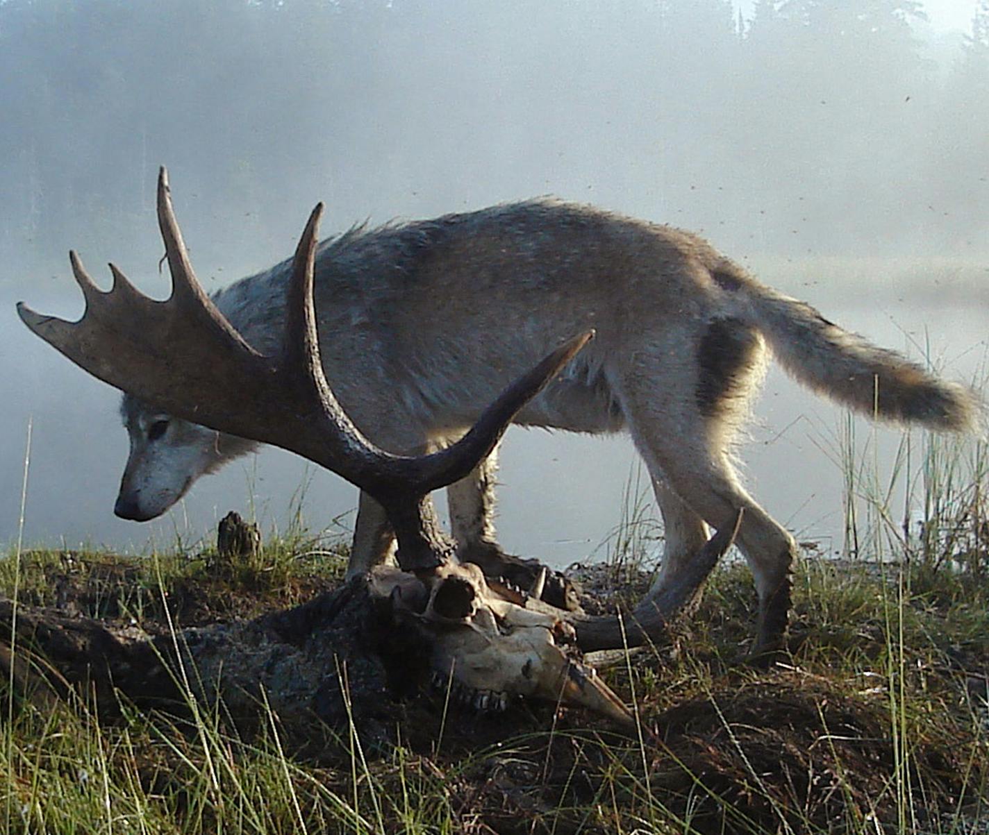 Research on wolves and moose on Isle Royale National Park in Michigan will provide data for the next generation of wildlife researchers.