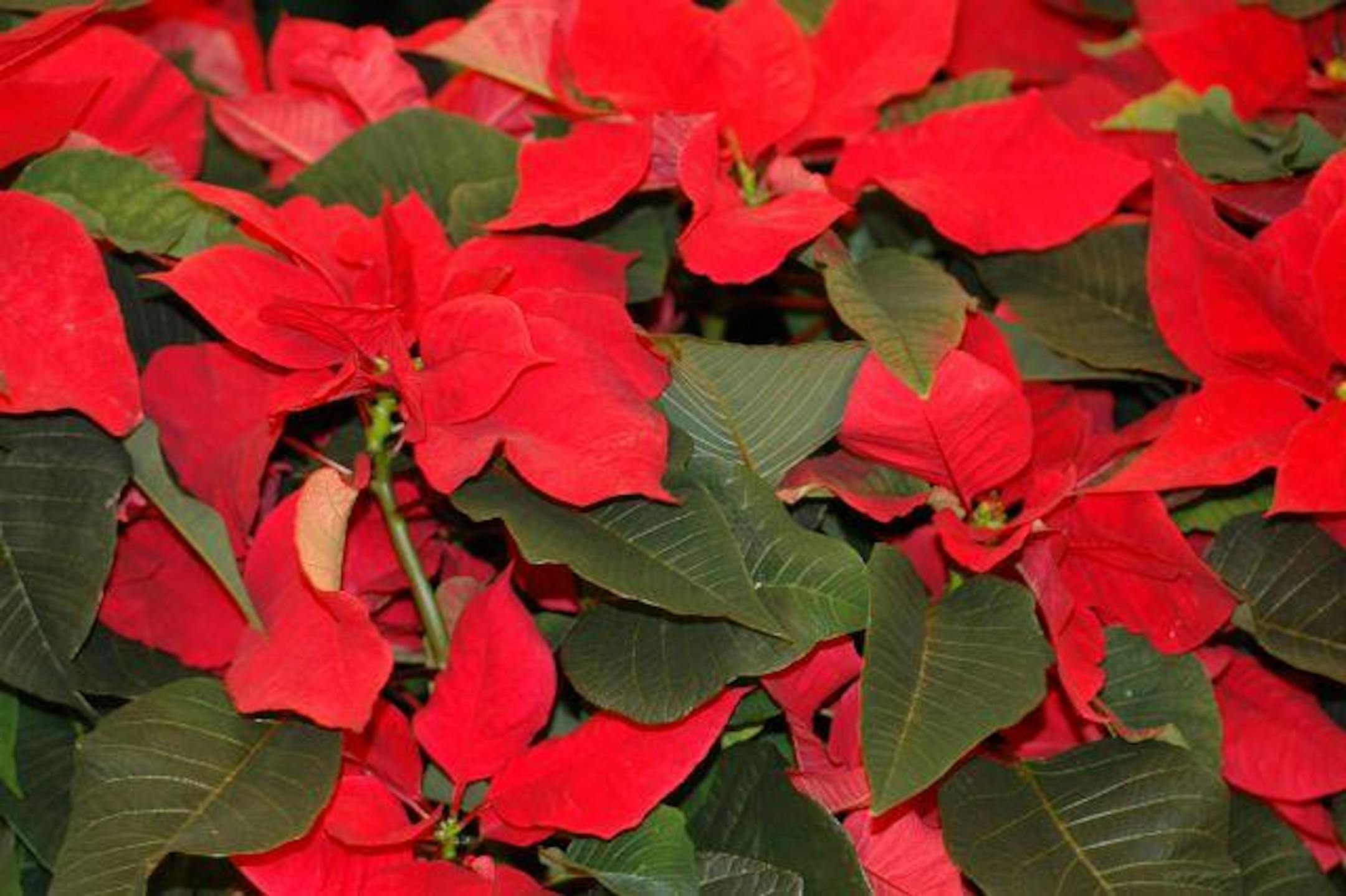A poinsettia plant at Christmas is a good way to say thanks.
